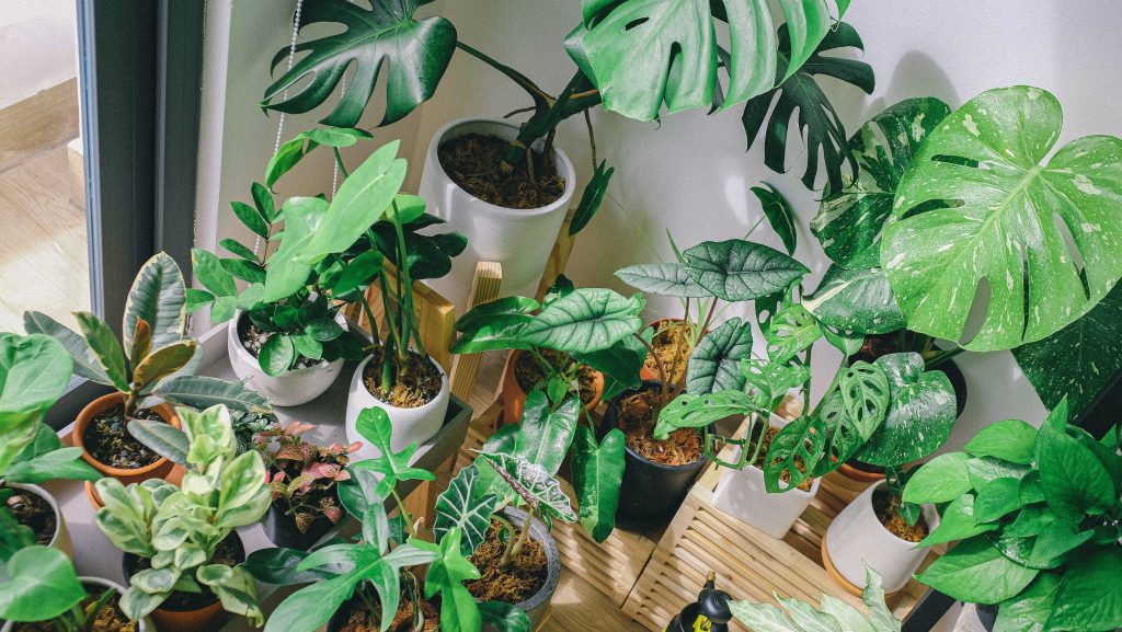 houseplants scaled